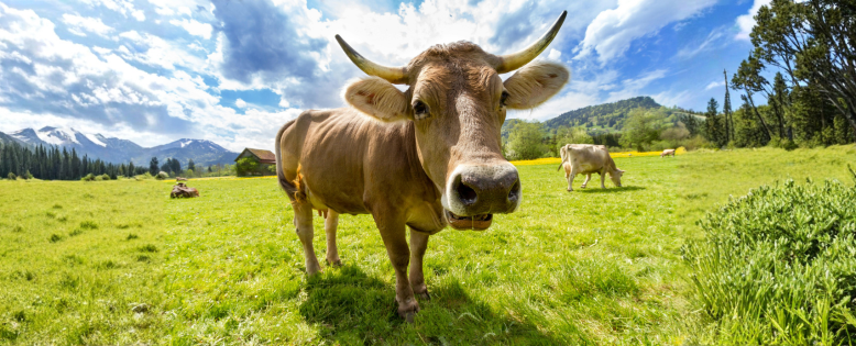 What Organic Certification Really Means What Organic Certification Really Means
