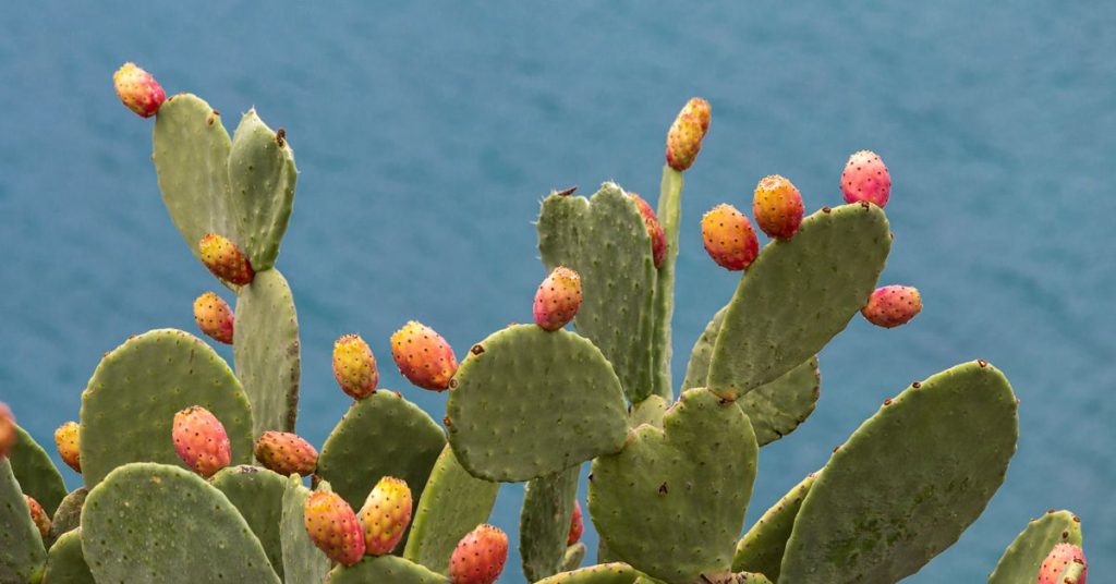 Discover Health Perks of Prickly Pear