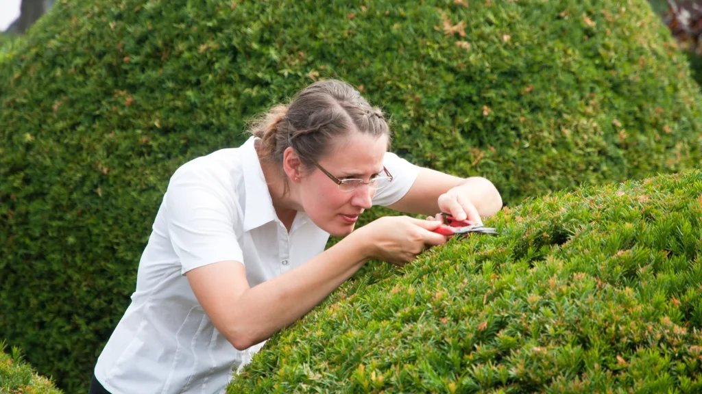 A person carefully trimming a hedge, illustrating perfectionism, high standards, and the pressure to make every edge exact