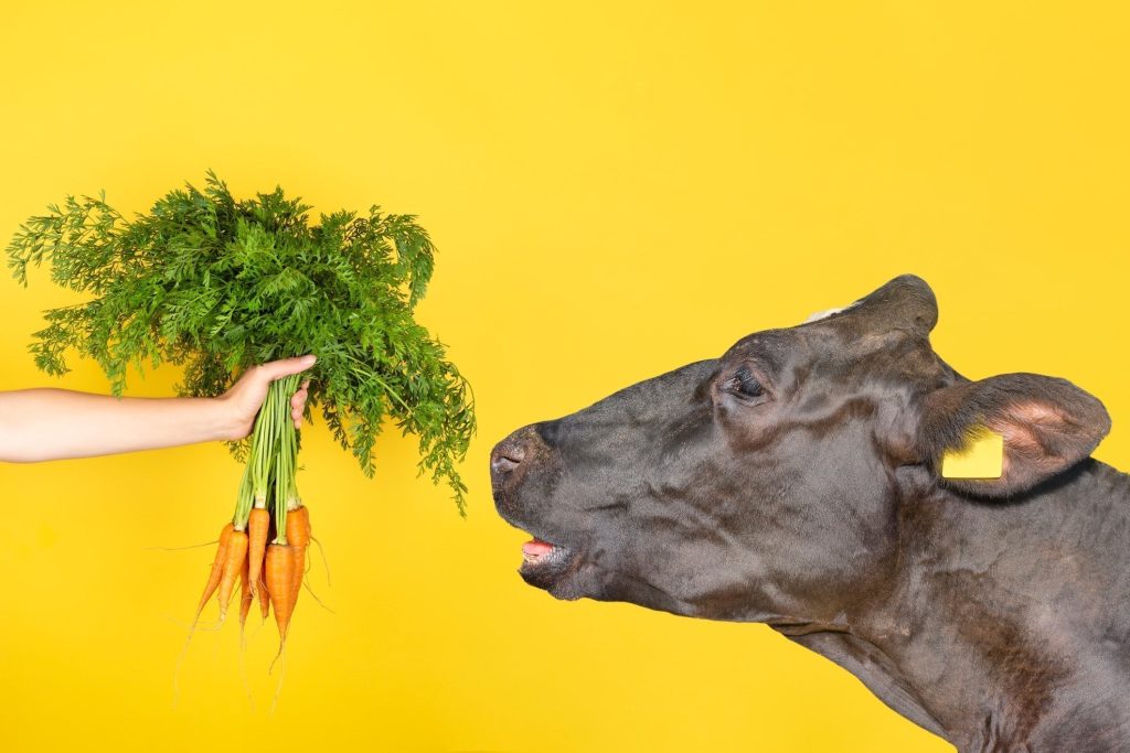 Are You Getting Your Meat and Two Veg? Are You Getting Your Meat and Two Veg?