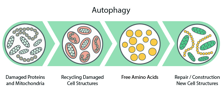 Discover the Benefits of Autophagy Discover the Benefits of Autophagy